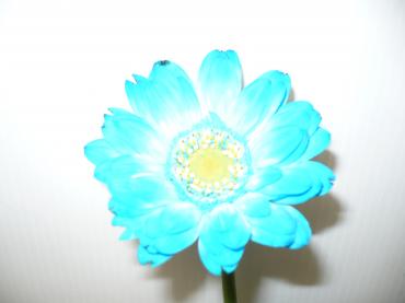 めずらしいお花を紹介します♪｜「フラワーショップ　すなた」　（大分県宇佐市の花キューピット加盟店 花屋）のブログ