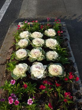 命がけで花を植えました♪｜「フラワーショップ　すなた」　（大分県宇佐市の花キューピット加盟店 花屋）のブログ