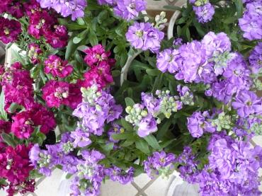 お店の中は春の花でいっぱいです♪♪｜「フラワーショップ　すなた」　（大分県宇佐市の花キューピット加盟店 花屋）のブログ