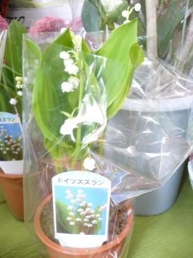 ラジオに出演♪春のお花を紹介します♪｜「フラワーショップ　すなた」　（大分県宇佐市の花キューピット加盟店 花屋）のブログ