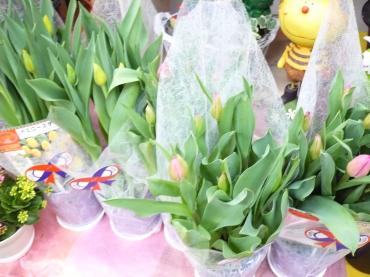 春のお花入荷♪♪｜「フラワーショップ　すなた」　（大分県宇佐市の花キューピット加盟店 花屋）のブログ