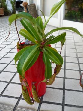 今日のおもしろ植物｜「フラワーショップ　すなた」　（大分県宇佐市の花キューピット加盟店 花屋）のブログ