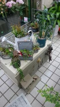 多肉植物植えました、｜「フラワーショップ　すなた」　（大分県宇佐市の花キューピット加盟店 花屋）のブログ