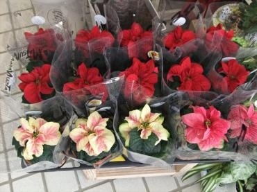 クリスマスも近いと感じるこの頃・・・｜「フラワーショップ　すなた」　（大分県宇佐市の花キューピット加盟店 花屋）のブログ