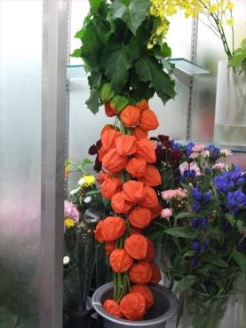 今年はじめての御供えほうずきありがとうございます（●＾o＾●）｜「フラワーショップ　すなた」　（大分県宇佐市の花キューピット加盟店 花屋）のブログ