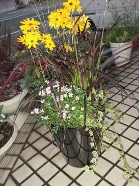 秋の寄せ植えです。｜「フラワーショップ　すなた」　（大分県宇佐市の花キューピット加盟店 花屋）のブログ