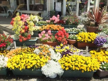 気が付けば春のお花が・・・・｜「フラワーショップ　すなた」　（大分県宇佐市の花キューピット加盟店 花屋）のブログ